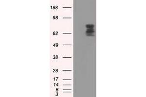 Image no. 1 for anti-phosphodiesterase 4A, CAMP-Specific (PDE4A) antibody (ABIN1500087) (PDE4A 抗体)