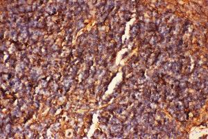 Anti-ICAM1 Picoband antibody,  IHC(P): Mouse Spleen Tissue