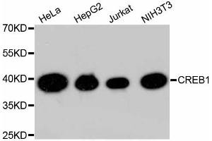 Western blot analysis of extracts of various cell lines, using CREB1 antibody (ABIN5996963). (CREB1 抗体)