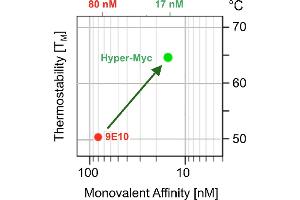 Improvement of affinitiy and Fv-region thermal stability of Hyper-Myc compared to hybridoma antibody Myc1- 9E10 recognizing the myc-epitope (Recombinant Myc 标记 抗体  (AA 408-439))