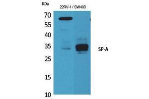 Western Blot (WB) analysis of 22RV-1, SW480 cells using SP-A Polyclonal Antibody. (Surfactant Protein A1 抗体  (Internal Region))