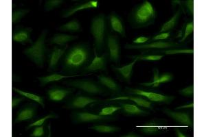 Immunofluorescence (IF) image for anti-Calnexin (CANX) (AA 504-592) antibody (ABIN513996)