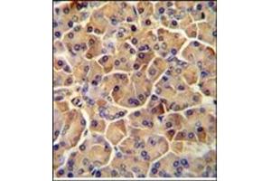 Immunohistochemistry analysis in Formalin Fixed, Paraffin Embedded Human pancreas tissue stained with SEL1L antibody (Center) followed by peroxidase conjugation of the secondary antibody and DAB staining. (SEL1L 抗体  (Middle Region))