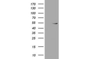 Western Blotting (WB) image for anti-RuvB-Like 2 (E. Coli) (RUVBL2) (AA 113-370) antibody (ABIN1490851)