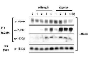 Induction of S367 phosphorylation after DNA damage is associated with increased binding of 14-3-3 to MDM4 and accelerated MDM4 degradation. (MDM4-binding Protein 抗体  (pSer367))