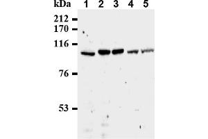 Western Blotting (WB) image for anti-Cell Division Cycle 27 Homolog (S. Cerevisiae) (CDC27) (AA 814-823), (C-Term) antibody (ABIN492595) (CDC27 抗体  (C-Term))