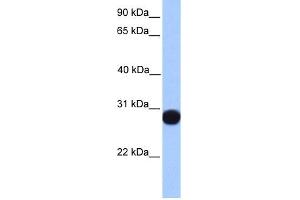 WB Suggested Anti-PRDX6 Antibody Titration:  0.