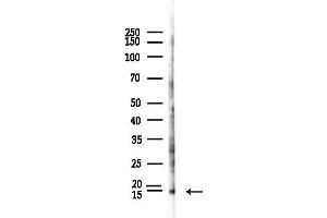 Western blot analysis of lysates from Hela cells(LPS,4h treatment), using Tri-Methyl-Histone H3 (Lys36)/H3K36me3 Antibody at 1/1000 dilution.