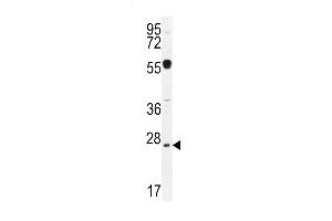 NPS3A Antibody (Center) (ABIN655107 and ABIN2844739) western blot analysis in mouse liver tissue lysates (35 μg/lane). (NIPSNAP3A 抗体  (AA 74-102))