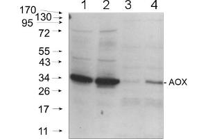 20ug of total protein from (2) Arabidopsis thaliana mitochondria and leafs of (1)Arabidopsis thaliana and cold-stressed (3) Solanum tuberosum and (4) Pisumsativum were separated on 4-12% NuPage (Invitrogen) and blotted onnitrocellulose.