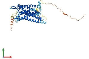 AlphaFold protein structure predicition of Human Recombinant AGTR1 Protein, UniprotID P30556