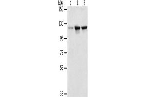 Western Blotting (WB) image for anti-N-Acetyltransferase 10 (GCN5-Related) (NAT10) antibody (ABIN2430501)