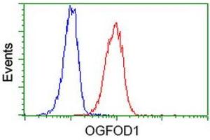 Image no. 3 for anti-2-Oxoglutarate and Iron-Dependent Oxygenase Domain Containing 1 (OGFOD1) antibody (ABIN1499912) (OGFOD1 抗体)
