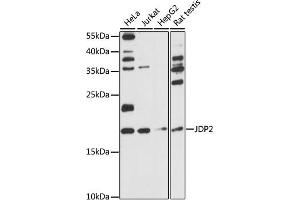 Western blot analysis of extracts of various cell lines, using JDP2 antibody (ABIN7268053) at 1:1000 dilution. (JDP2 抗体  (AA 1-174))