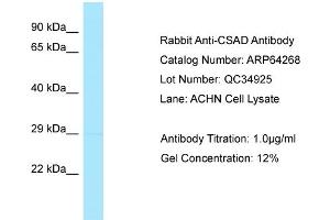 Western Blotting (WB) image for anti-Cysteine Sulfinic Acid Decarboxylase (CSAD) (C-Term) antibody (ABIN2789783) (CSAD 抗体  (C-Term))