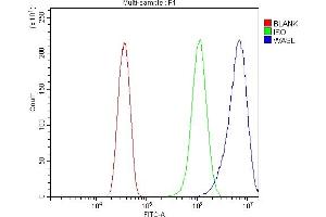 anti-Neural Wiskott-Aldrich syndrome protein (WASL) (AA 5-211) antibody