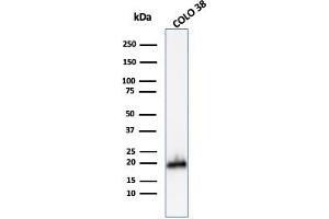 Western Blot Analysis of COLO-38 cell lysate using MART-1 Rabbit Polyclonal Antibody. (MLANA 抗体)