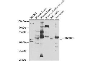 Western blot analysis of extracts of various cell lines, using RBFOX1 antibody (ABIN6130888, ABIN6146754, ABIN6146755 and ABIN6223777) at 1:1000 dilution. (A2BP1 抗体  (AA 1-130))