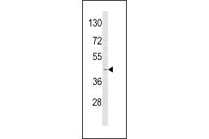 Western blot analysis of ADIPOR1 Antibody (C-term) (ABIN652574 and ABIN2842386) in Y79 cell line lysates (35 μg/lane). (Adiponectin Receptor 1 抗体  (C-Term))