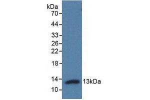 Detection of Recombinant Adropin, Human using Polyclonal Antibody to Adropin (AD) (ENHO 抗体  (AA 34-76))