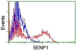 Image no. 2 for anti-SUMO1/sentrin Specific Peptidase 1 (SENP1) (AA 221-460) antibody (ABIN1491227) (SENP1 抗体  (AA 221-460))