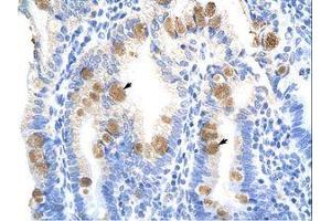 Image no. 1 for anti-TEA Domain Family Member 3 (TEAD3) (C-Term) antibody (ABIN6736262) (TEAD3 抗体  (C-Term))