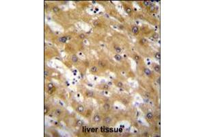 Immunohistochemistry (IHC) image for anti-C-Type Lectin Domain Family 12, Member B (CLEC12B) (AA 249-276), (C-Term) antibody (ABIN5535933)