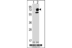 Western blot analysis of ITPKB using rabbit polyclonal ITPKB Antibody (R38) using 293 cell lysates (2 ug/lane) either nontransfected (Lane 1) or transiently transfected (Lane 2) with the ITPKB gene. (ITPKB 抗体  (N-Term))