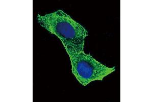 Confocal immunofluorescent analysis of ACTB Antibody (ABIN658990 and ABIN2838035) with Hela cell followed by Alexa Fluor® 488-conjugated goat anti-mouse lgG (green). (beta Actin 抗体)