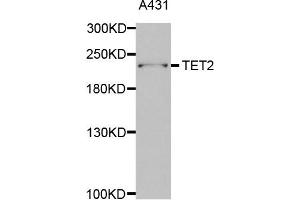 Western Blotting (WB) image for anti-Tet Methylcytosine Dioxygenase 2 (TET2) antibody (ABIN1876883) (TET2 抗体)