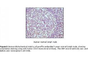 Image no. 1 for anti-CD19 Molecule (CD19) antibody (ABIN207604) (CD19 抗体)