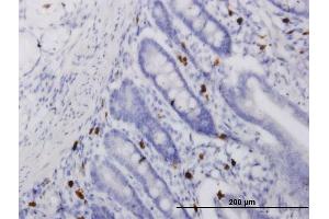 Immunoperoxidase of monoclonal antibody to ALOX15 on formalin-fixed paraffin-embedded human small Intestine. (ALOX15 抗体  (AA 1-662))