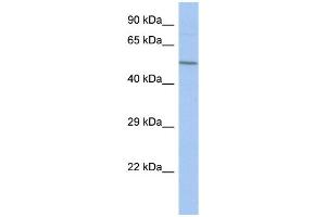 WB Suggested Anti-FBXO39 Antibody Titration: 0. (FBXO39 抗体  (Middle Region))