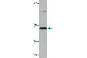 Western blot analysis of mouse heart tissue with TMEM184C polyclonal antibody  at 1 ug/mL dilution. (TMEM184C 抗体  (C-Term))