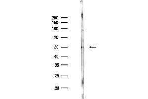 Western blot analysis of lysates from Rat brain, using GFAP Antibody at 1/1000 dilution.