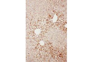 Anti-Serum Amyloid P Picoband antibody,  IHC(P): Rat Liver Tissue (APCS 抗体  (AA 21-228))
