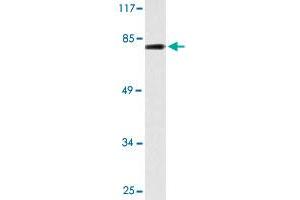 Western blot analysis of HeLa cell lysate with BACH1 polyclonal antibody . (BACH1 抗体  (AA 131-180))