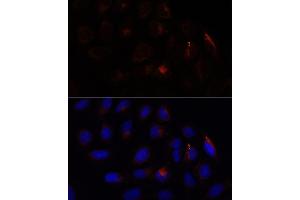 Immunofluorescence analysis of U-2 OS cells using CHP1 antibody (ABIN7266008) at dilution of 1:100. (CHP 抗体  (AA 1-195))