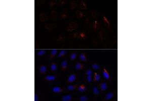 Immunofluorescence analysis of U-2 OS cells using CHP1 antibody (ABIN7266008) at dilution of 1:100.