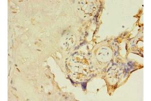 Immunohistochemistry of paraffin-embedded human placenta tissue using ABIN7156199 at dilution of 1:100 (C14orf174 抗体  (AA 81-356))