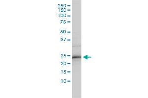 ZNF313 monoclonal antibody (M01), clone 4G3-1A10 Western Blot analysis of ZNF313 expression in HepG2 . (RNF114 抗体  (AA 1-228))