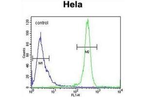 Flow cytometric analysis of Hela cells using RAB6IP1 / DENND5A Antibody (Center) Cat. (DENND5A 抗体  (Middle Region))