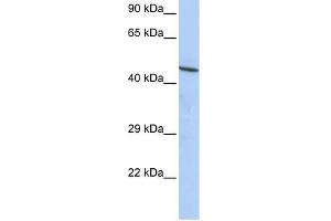 CCDC16 antibody used at 1. (CCDC16 抗体  (N-Term))