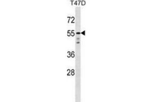 Western blot analysis in T47D cell line lysates (35ug/lane) using AKT1 / PKB  Antibody (C-term). (AKT1 抗体  (C-Term))