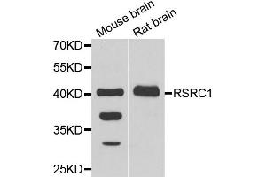 Western blot analysis of extracts of mouse brain and rat brain cell lines, using RSRC1 antibody. (RSRC1 抗体)