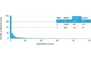 Analysis of Protein Array containing more than 19,000 full-length human proteins using GCDFP-15 (PIP) Mouse Monoclonal Antibody (PIP/1571) Z- and S- Score: The Z-score represents the strength of a signal that a monoclonal antibody (MAb) (in combination with a fluorescently-tagged anti-IgG secondary antibody) produces when binding to a particular protein on the HuProtTM array. (PIP 抗体  (AA 41-146))