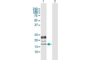 Western Blot analysis of PGF expression in transfected 293T cell line by PGF MaxPab polyclonal antibody. (PLGF 抗体  (AA 1-170))