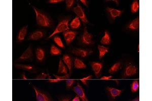 Immunofluorescence analysis of C6 cells using NDUFA4L2 Polyclonal Antibody at dilution of 1:100. (NDUFA4L2 抗体)