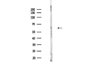 Western blot analysis of lysates from Mouse testis, using SGK3 Antibody at 1/1000 dilution.