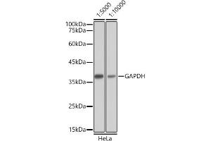 Western blot analysis of extracts of HeLa cells, using GAPDH antibody as the primary antibody. (山羊 anti-小鼠 IgG Antibody (HRP))